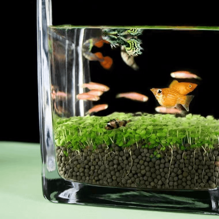 水草种子水草泥水草缸生态玻璃鱼缸小型小鱼缸水养鱼缸免洗海草泥