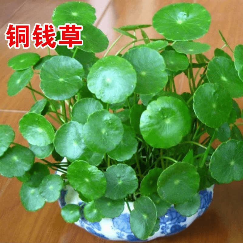 铜钱草种子四季长绿金钱草种籽土培水培均可种植室内盆栽防辐射