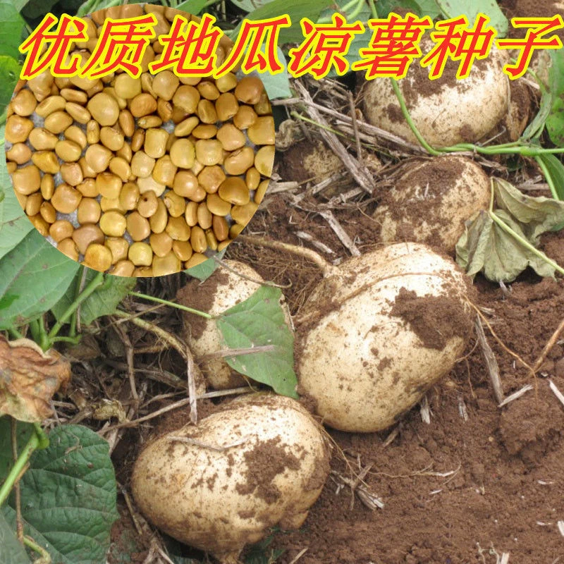 水果白地瓜凉薯种子早熟春秋播种凉薯地瓜种子蔬菜种籽