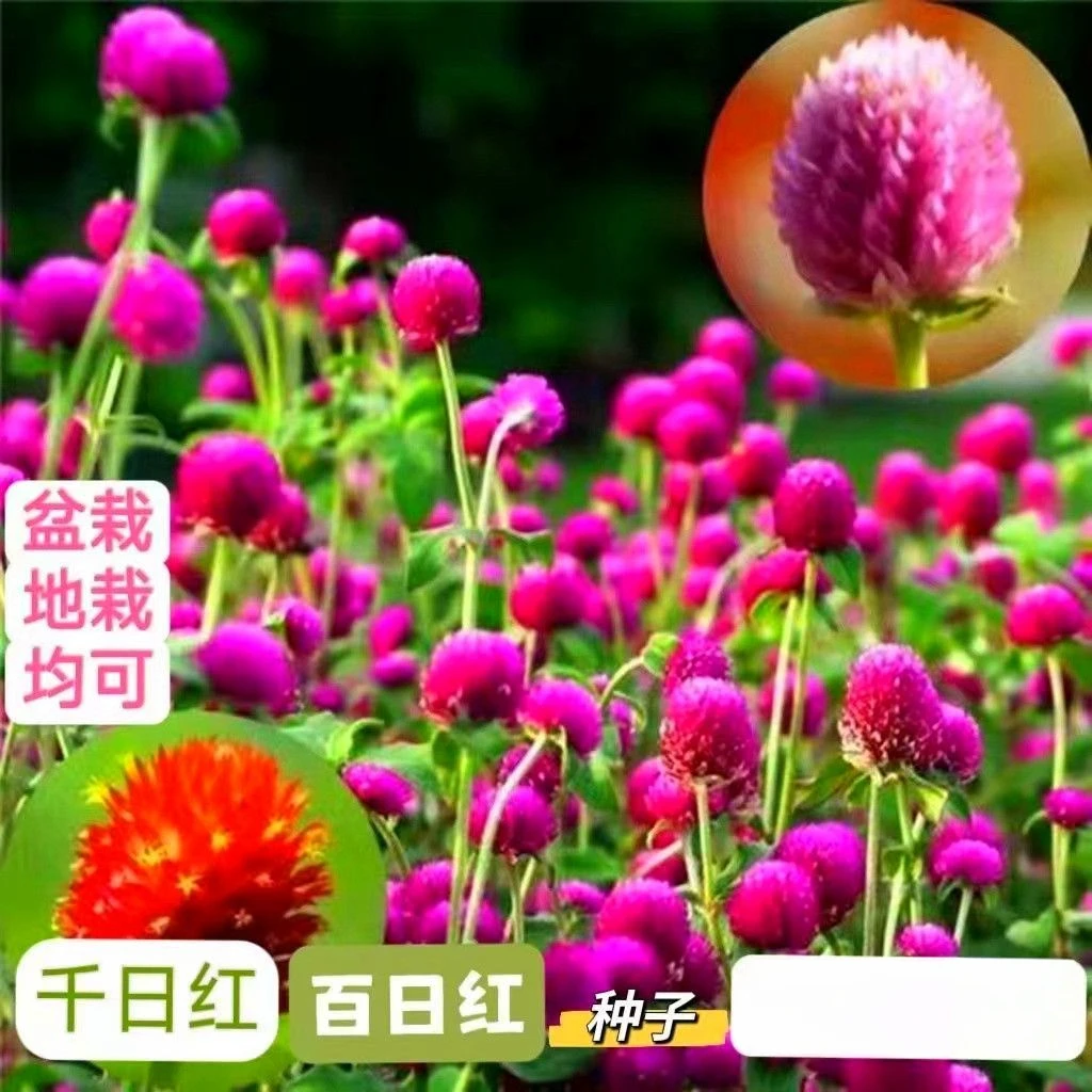 花种子千日红百日红火球庭院景观绿化花卉盆栽活花籽千日紫种子