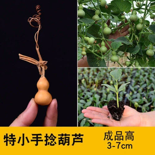 四季爬藤植物庭院手捻葫芦宝葫芦葫芦种籽