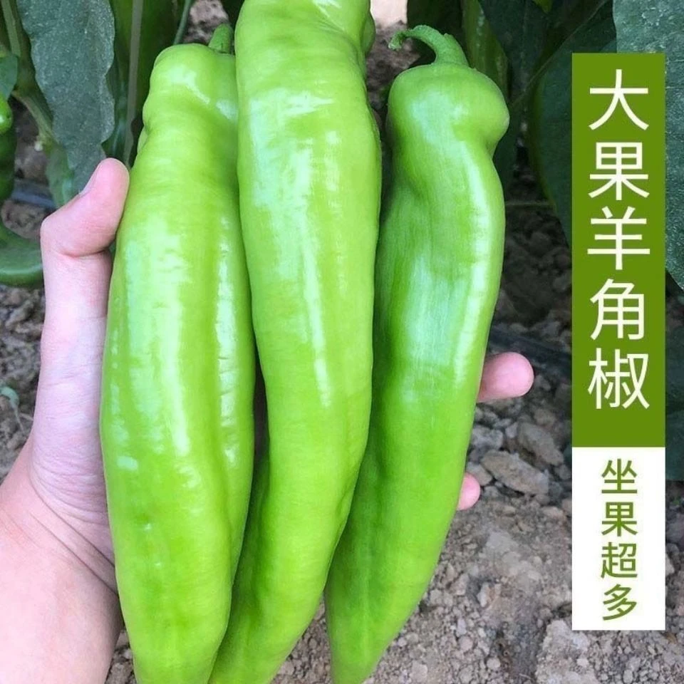 大羊角辣椒种子牛角椒出芽率四季播辣椒新鲜种籽阳台种植孑