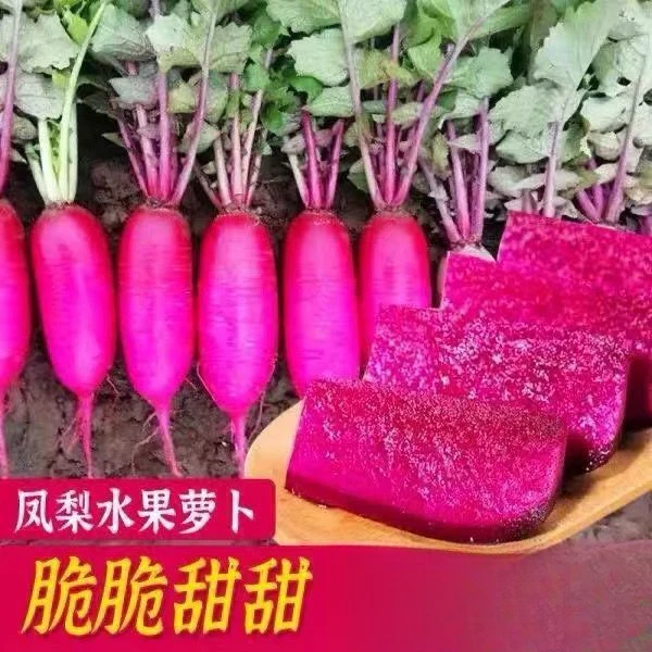 凤梨水果萝卜种籽红皮红心种子生吃脆甜红罗卜籽四季蔬菜