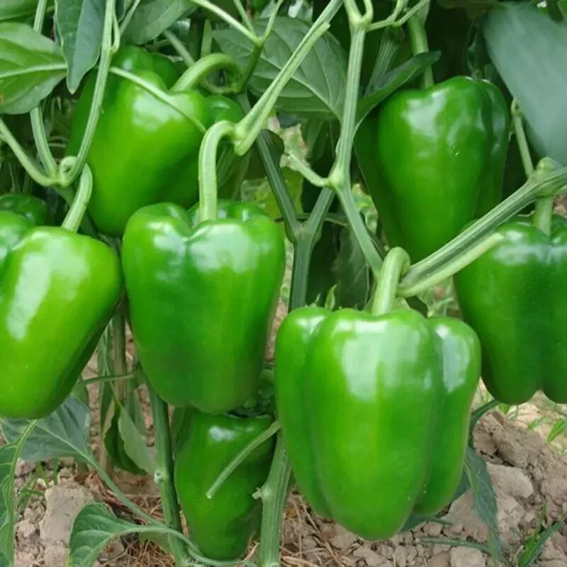 甜椒种子大甜椒青椒灯笼椒菜椒辣椒种子阳台春秋冬季蔬菜种子