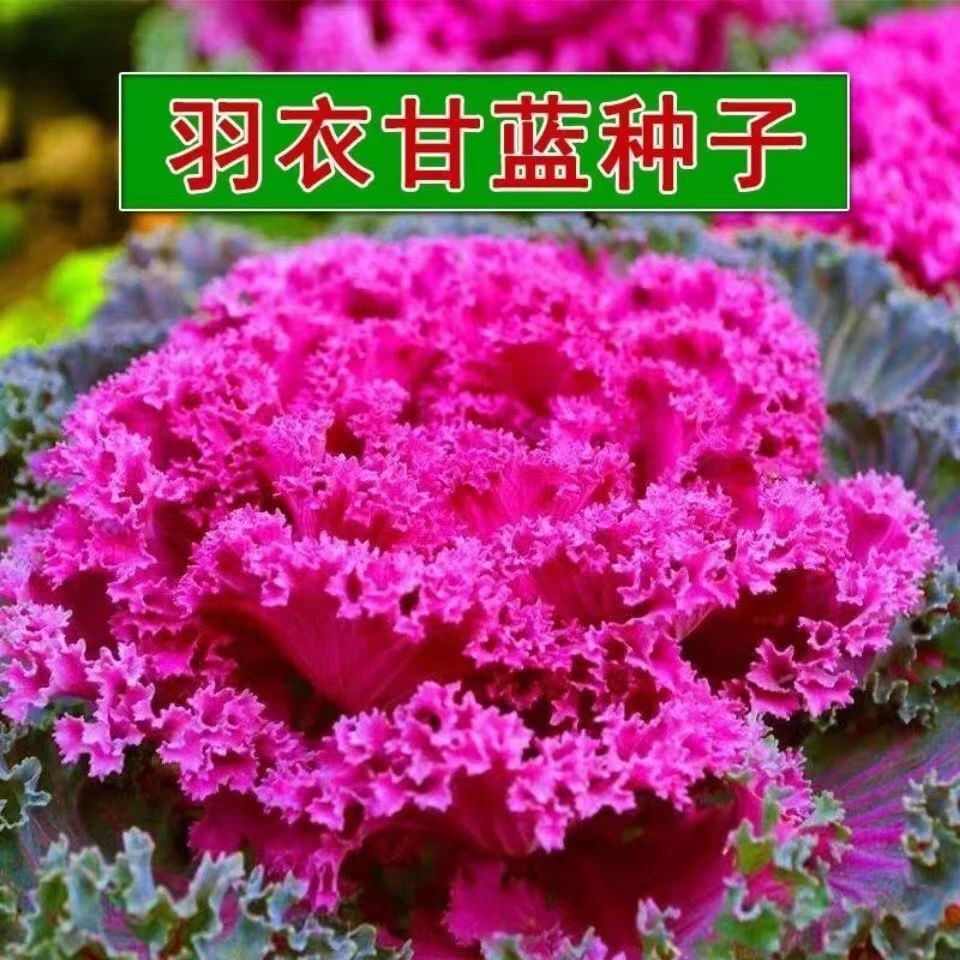 羽衣甘蓝种子四季蔬菜种子耐寒可观赏可食用营养丰富阴台盆栽