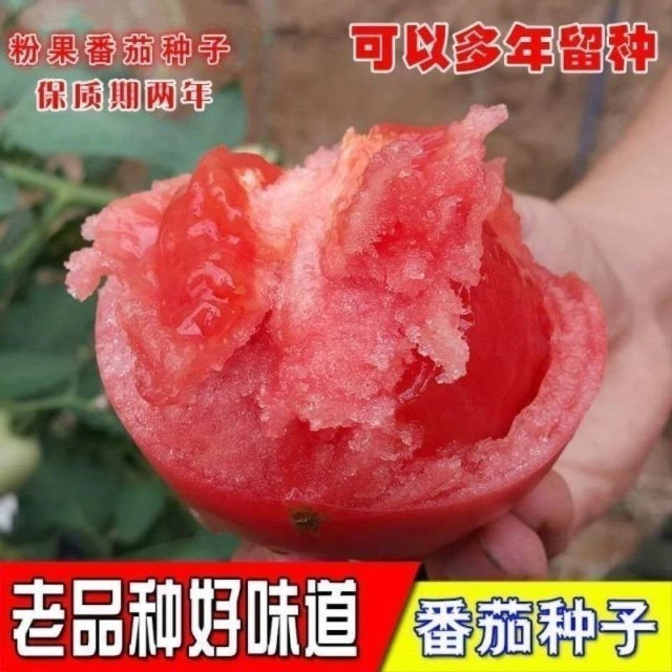 老品种大番茄蔬菜水果室内盆栽番茄籽庭院