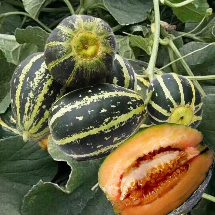 甜掉牙香瓜种子花皮甜脆瓜家庭蔬菜盆栽掉牙水果香瓜种子包邮