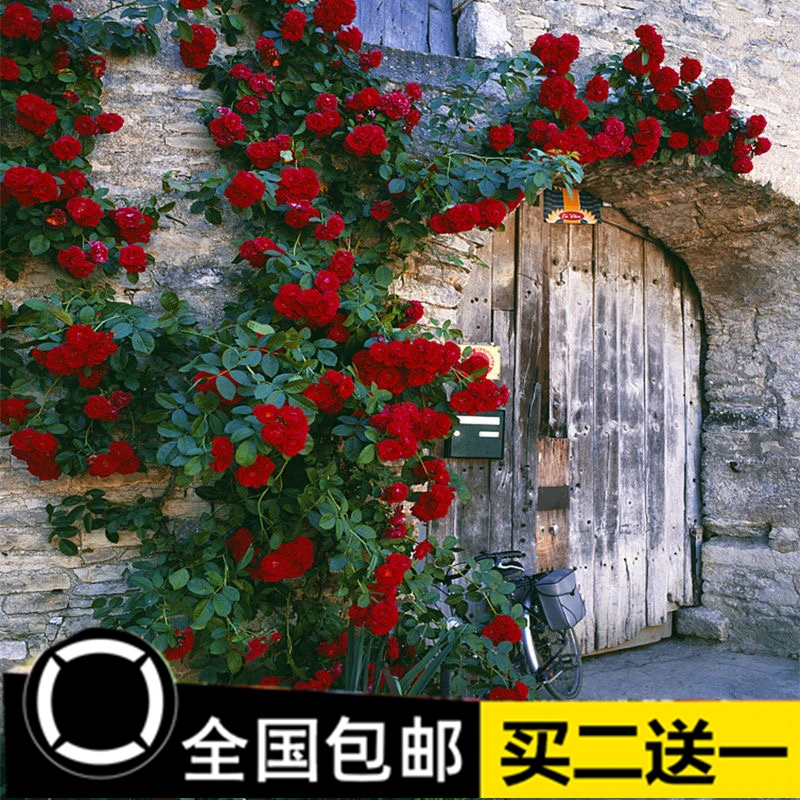 月季花苗爬藤蔷薇植物四季大花浓香庭院阳台耐寒耐热花卉盆栽