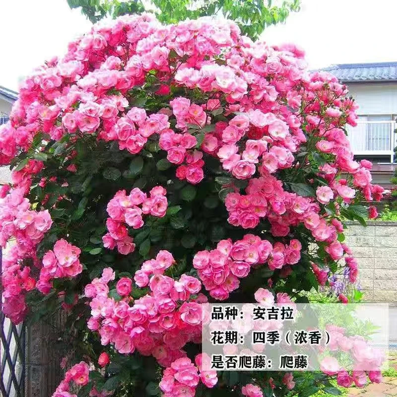 安吉拉 藤本月季   1.5-2米左右大苗庭院四季开花春天发货种植111