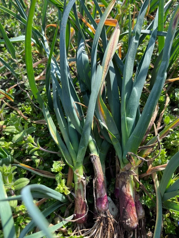 贵州遵义小红蒜苗新鲜采摘青梗青蒜叶农家自种