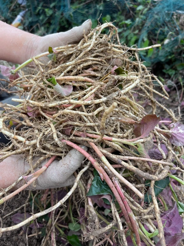 贵州高山露天农家折耳根（鱼腥草）现挖现发