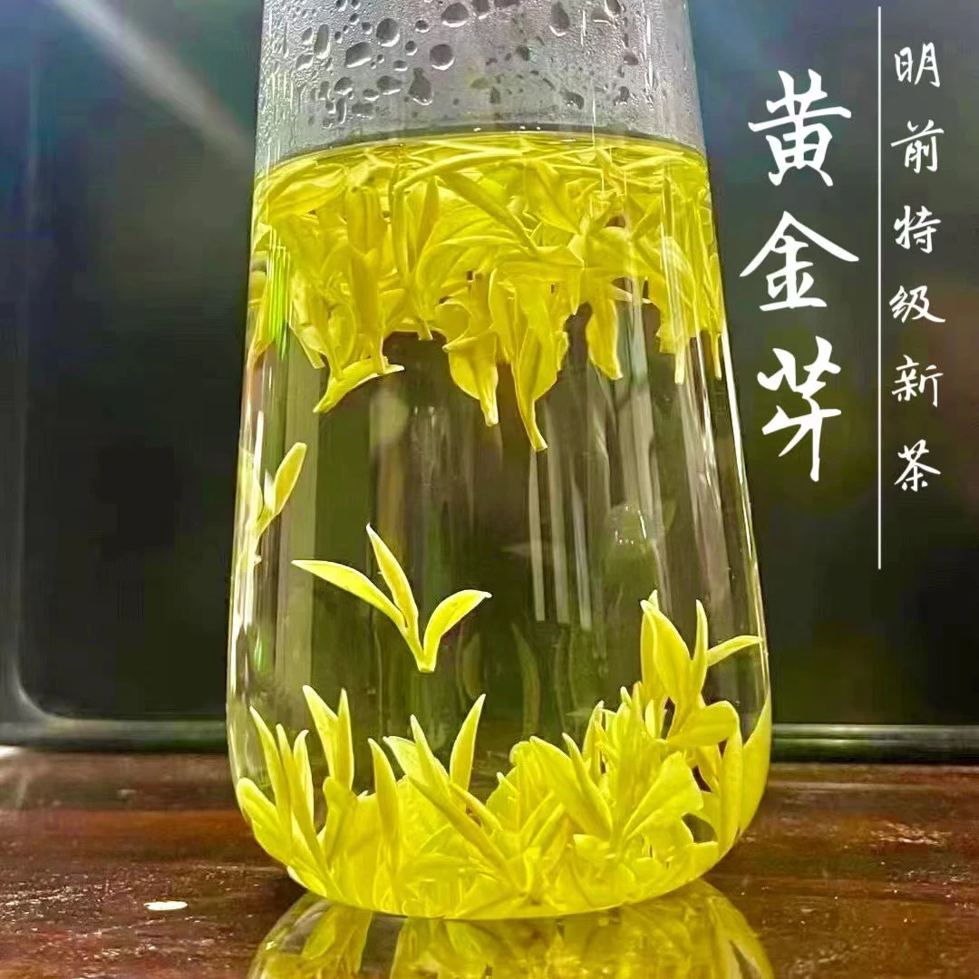 25年新茶头采明前特级黄金芽绿茶500g/250g/125g【松州茗苑茶】