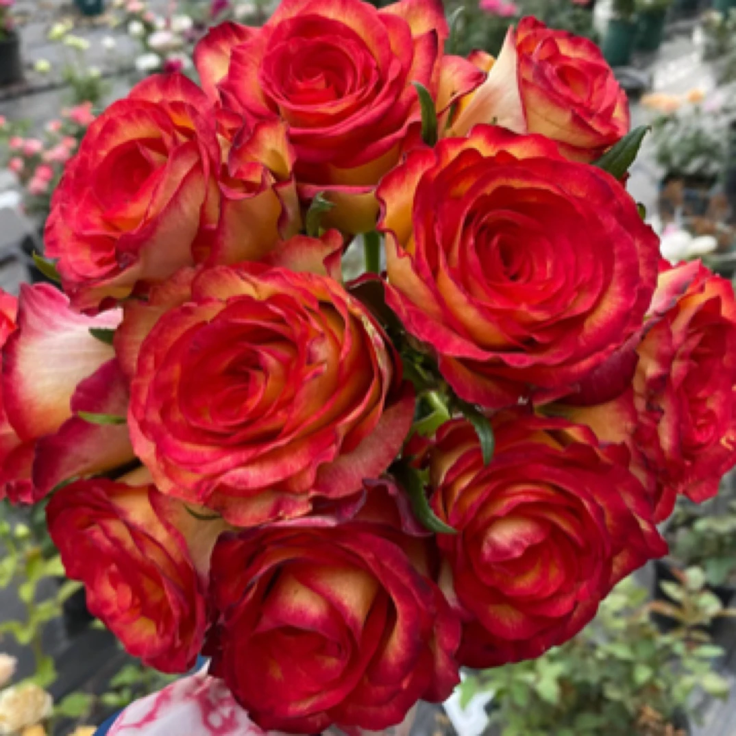 新品鲜切玫瑰花苗 老虎