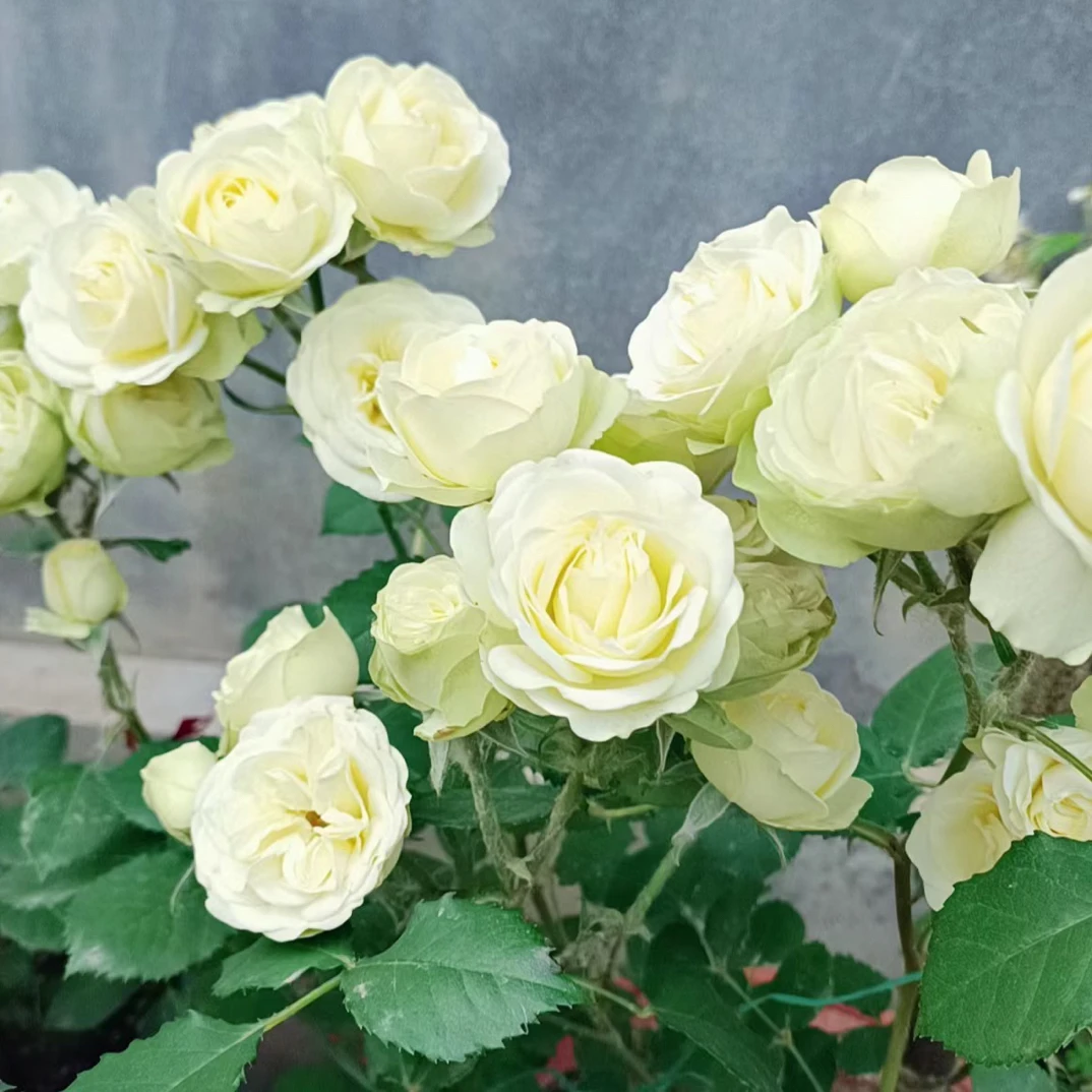 盆栽月季花卉奶油龙沙