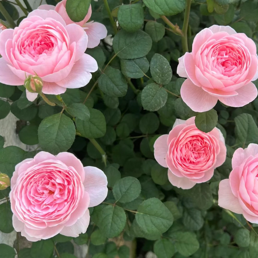 盆栽月季花卉瑞典女王