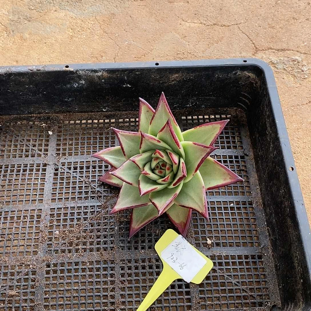 善*福利923-66特价地藏