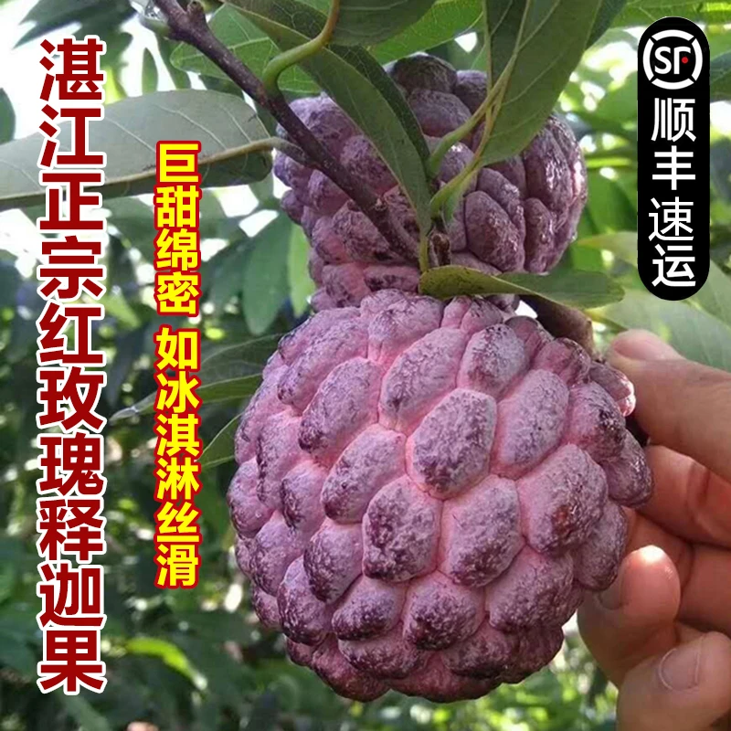 【发顺丰】玫瑰释迦果SSS级特大果正宗广东湛江直发佛头果紫红释迦5