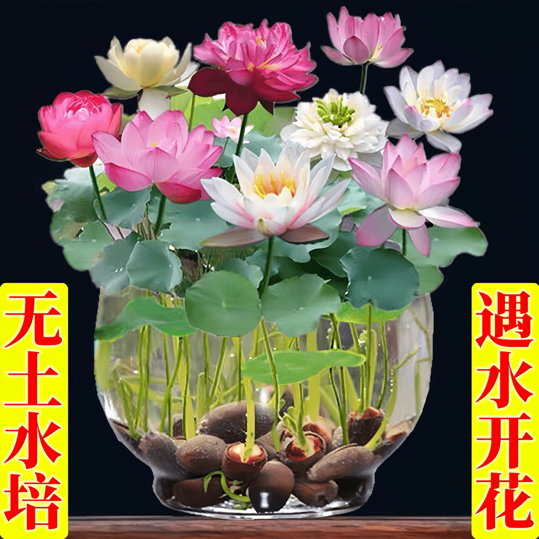 9.9元抢五包碗莲种子花卉无土水培莲花四季开花水养植物好养懒人