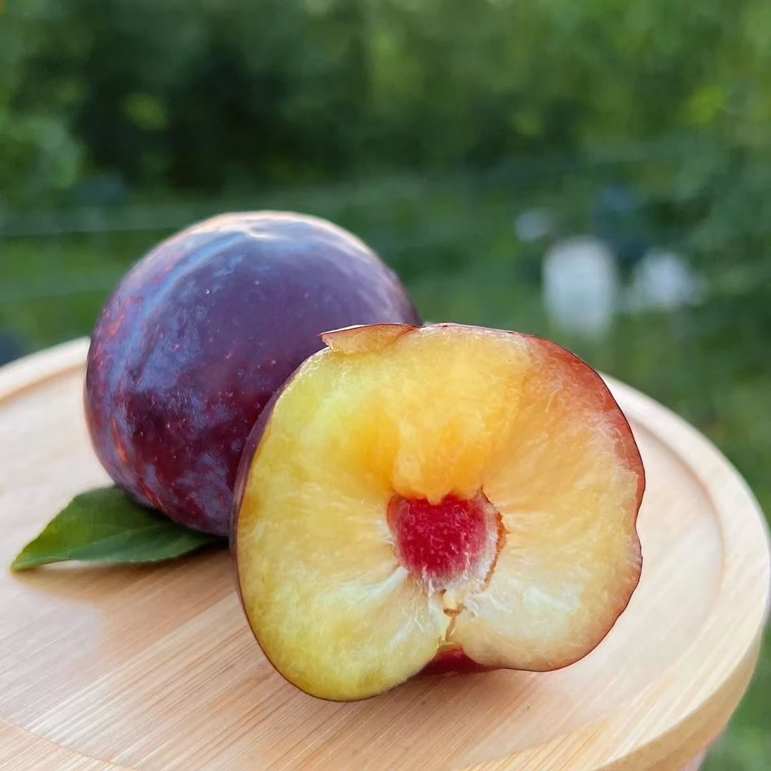 新鲜东北安格诺脱骨李黑布林李大果脆酸甜干核孕妇应季水果脆红李