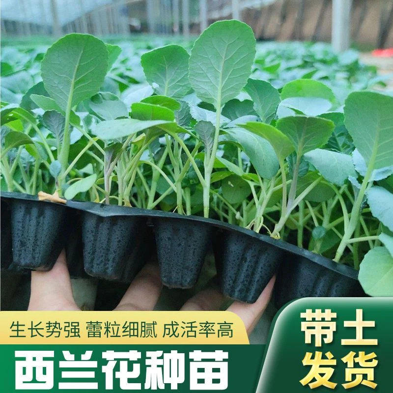 精品西兰花苗（寿光苗场直发）花菜苗出售批发