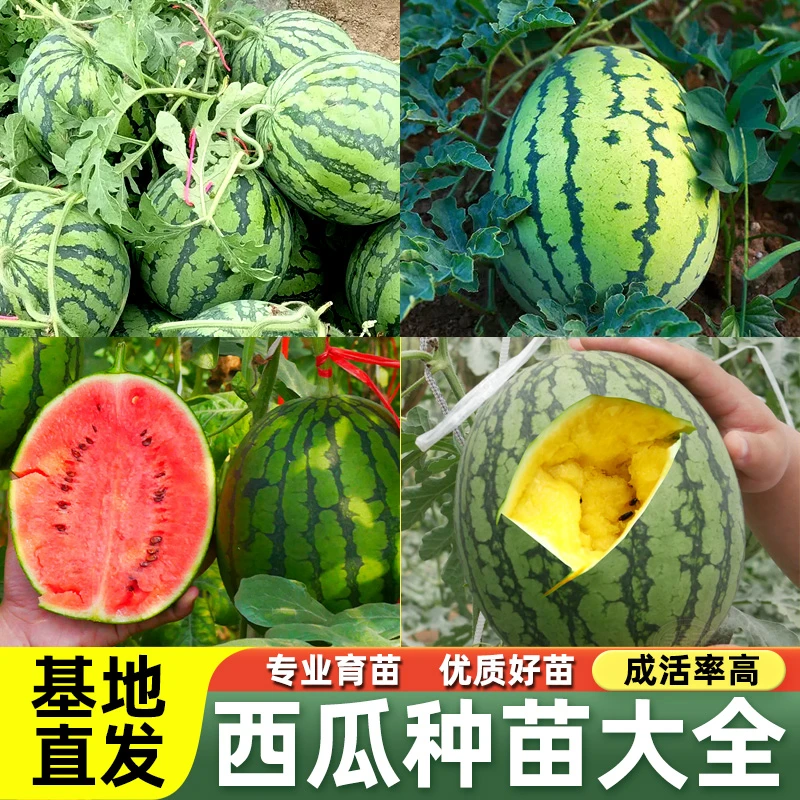 精品西瓜苗8424美都西瓜苗2K红玉手撕皮西瓜懒汉西瓜基地直发