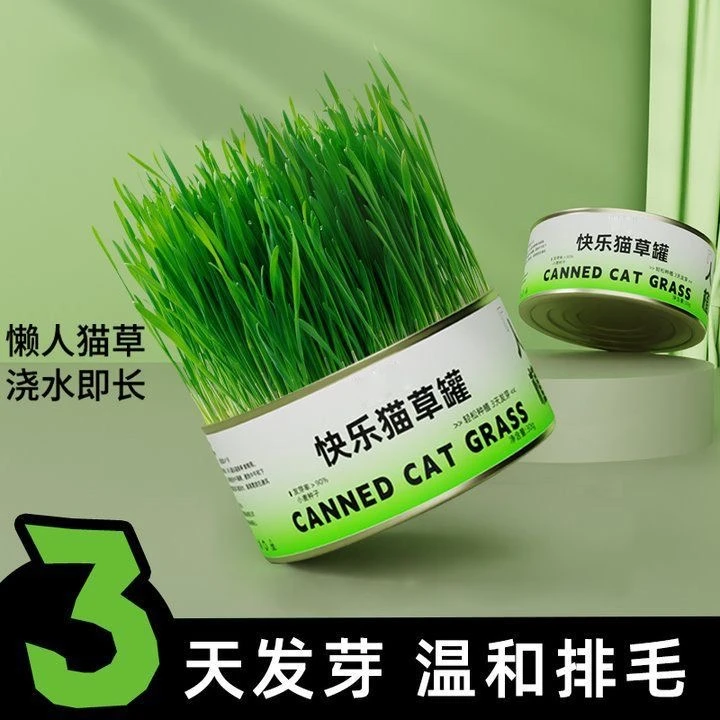 【新疆包邮】猫薄荷猫草水培种植清洁猫天然零食调理猫咪排毛产品