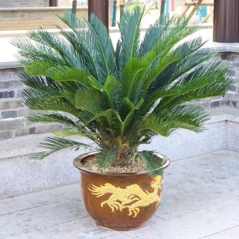 秋坤铁树盆栽绿植耐寒耐热植物盆景苏铁苗四季常客厅户外植物室外