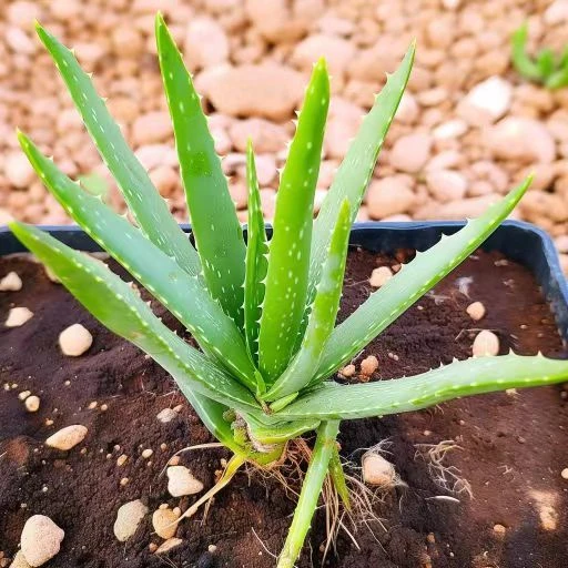 库拉索可芦荟美容食用除甲醛退货包运