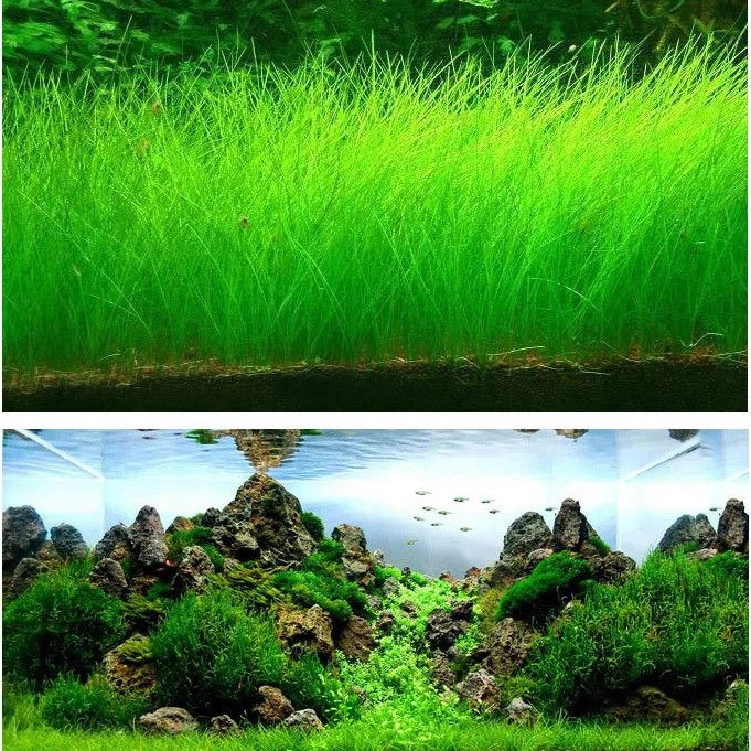 水草种子迷你对叶草鱼缸前景草速成草坪种子水族箱造景牛毛草种子