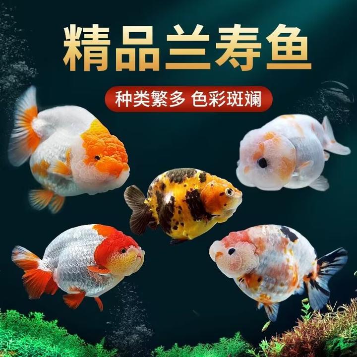 兰寿金鱼冷水鱼观赏鱼活体小金鱼不用加温锦鲤鱼奶牛招财泰狮金鱼