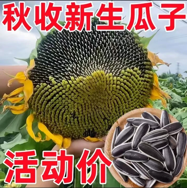 半价抢3斤】内蒙古新货生瓜子薄皮葵花籽原味瓜子特大颗粒休闲零食