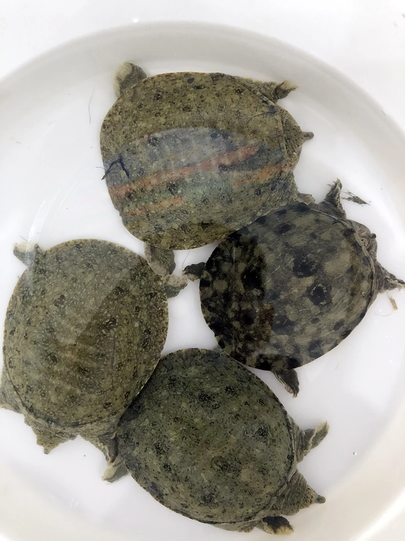 全公1-11两江西南丰大甲鱼苗冷水外塘出壳甲鱼团鱼水鱼包活到家