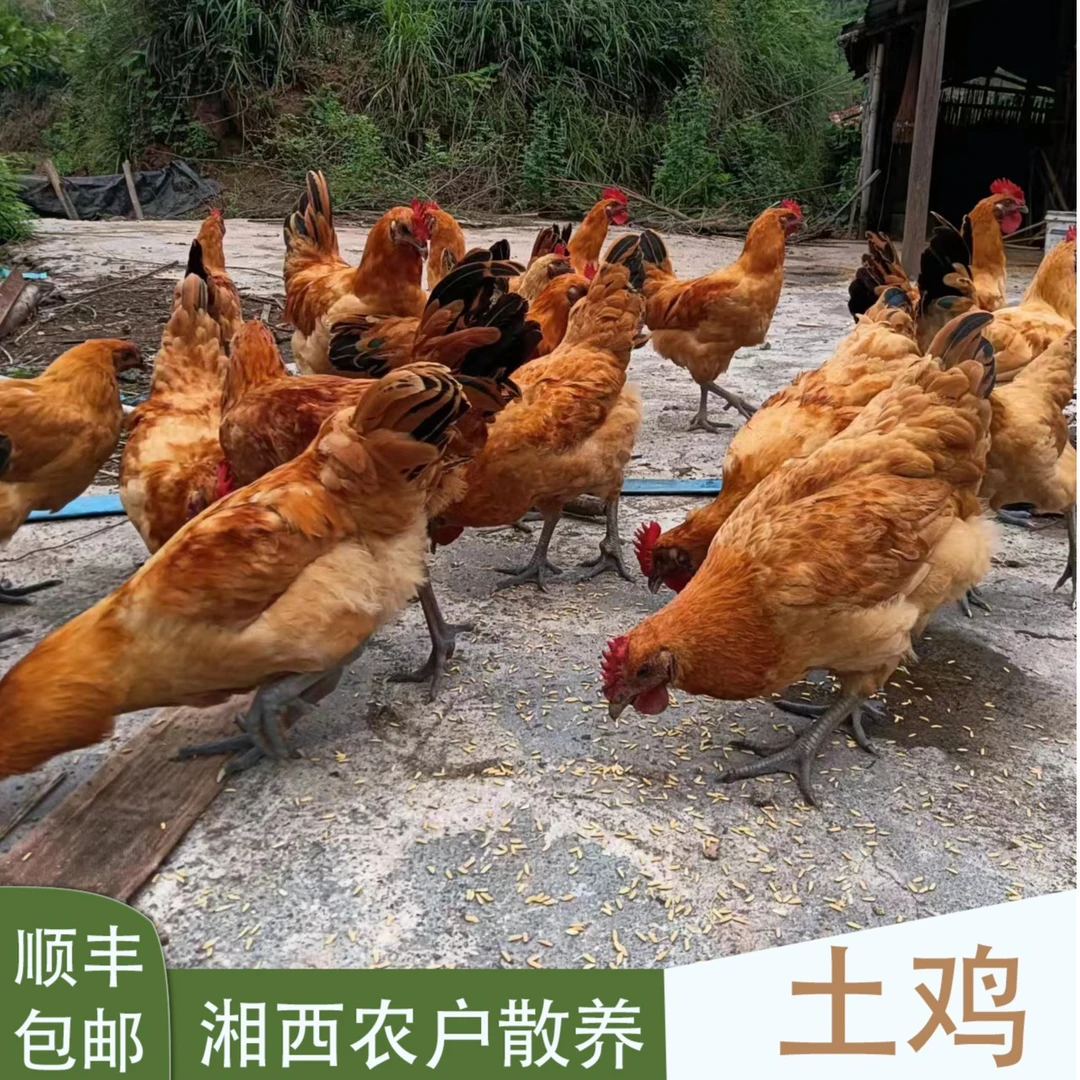 农户散养纯粮食喂养土鸡现抓现杀