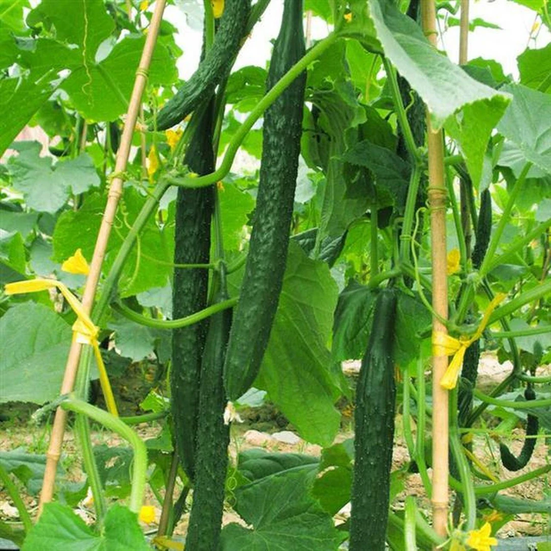 【3斤绿黄瓜】本地蔫巴花 现采现发新鲜黄瓜同城送黄瓜同城配