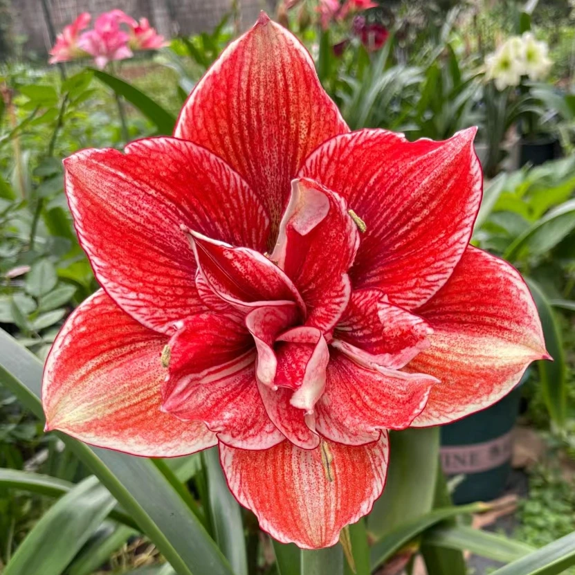 「黄金甲」 基地球苗  朱顶红 重瓣  多年生种球苗