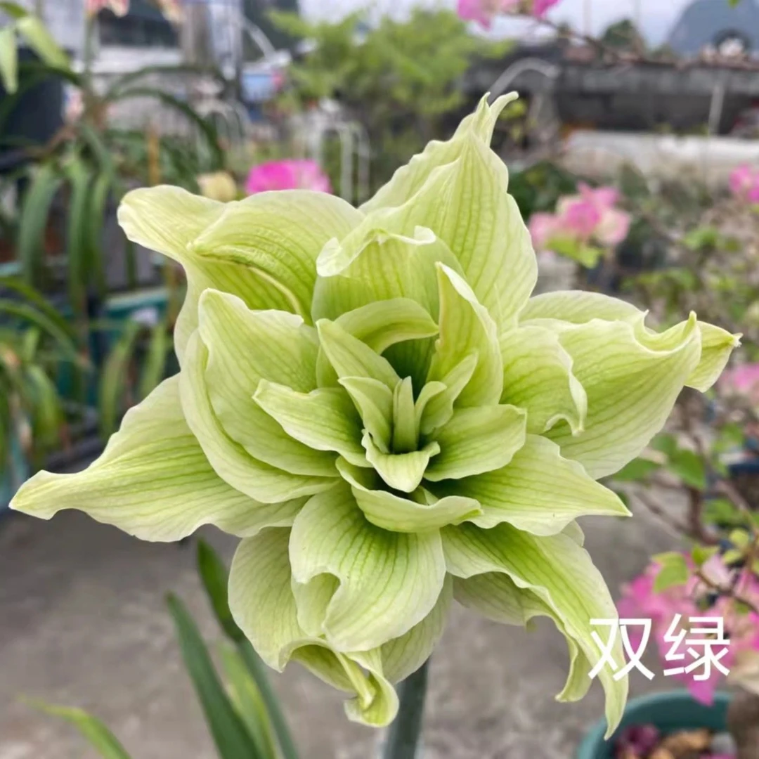 「双绿」重瓣 2-3cm左右基地小苗 荷兰进口朱顶红 多年生种球