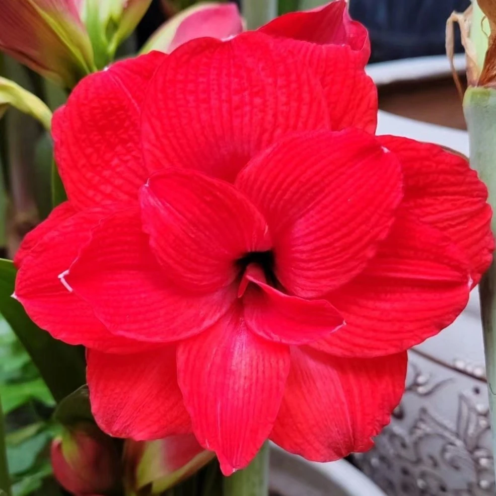 「蒂卡帝国」重瓣 秘鲁进口朱顶红 多年生球根 实际偏小