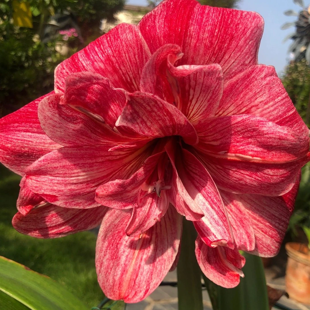 「贵妇」基地球苗 澳洲进口朱顶红品种 重瓣<一单包邮>