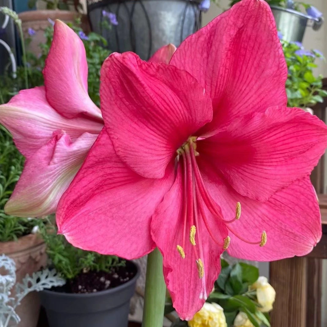 「糖果皇后/糖果小姐」单瓣 荷兰进口朱顶红 多年生种球 实际偏小