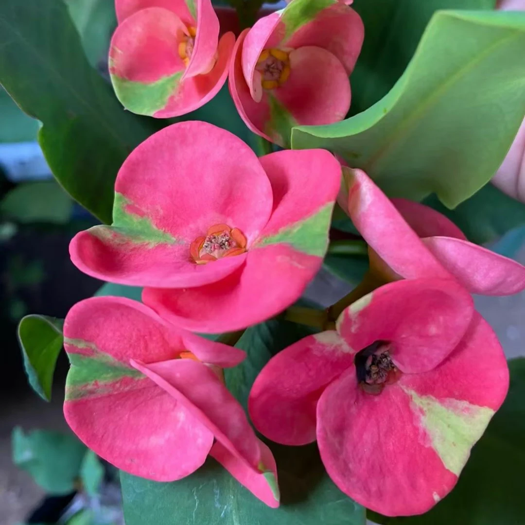 直播链接一物一拍泰国虎刺梅大花大叶