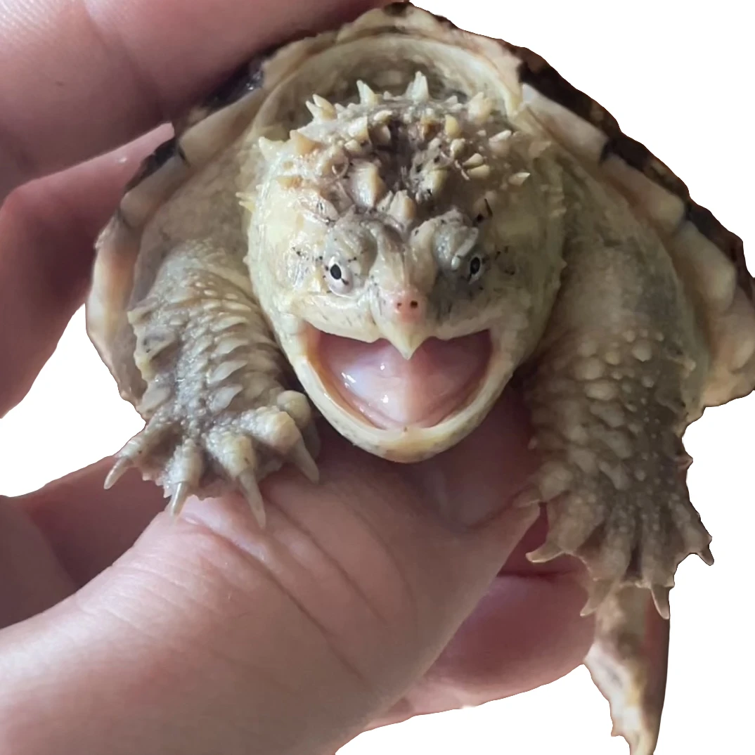 佛鳄粮宠物龟粮统一龟粮宠物口粮