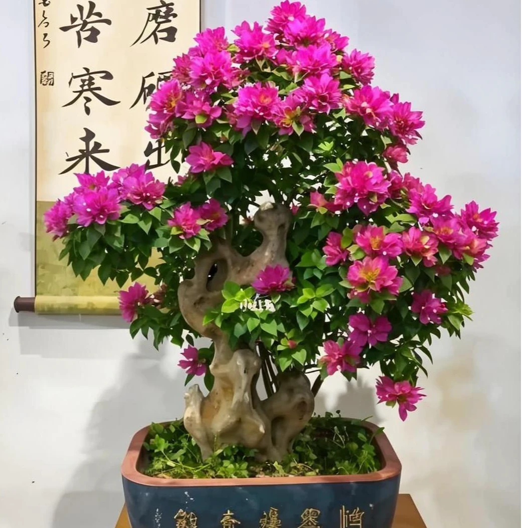 塔紫小桃红三角梅（一物一拍）偏远地区