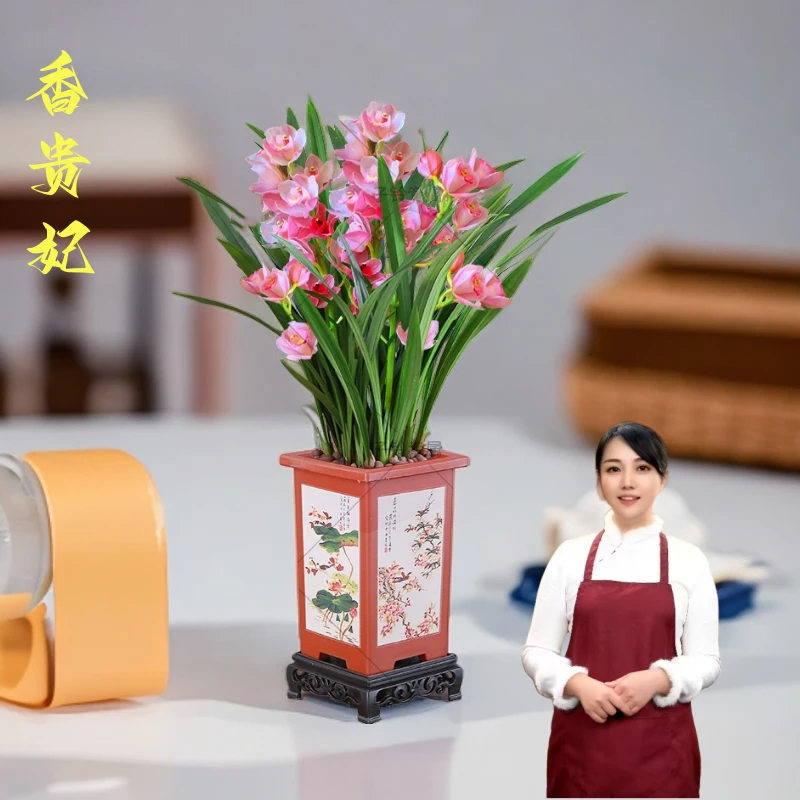 十大名兰【香贵妃】正宗精选粉红兰花苗浓香型室内盆栽绿植养护香味