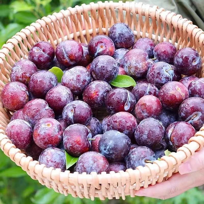 【彩箱大果】四川正宗脱骨李脆红李新鲜脆甜空心茵红李一整箱直发