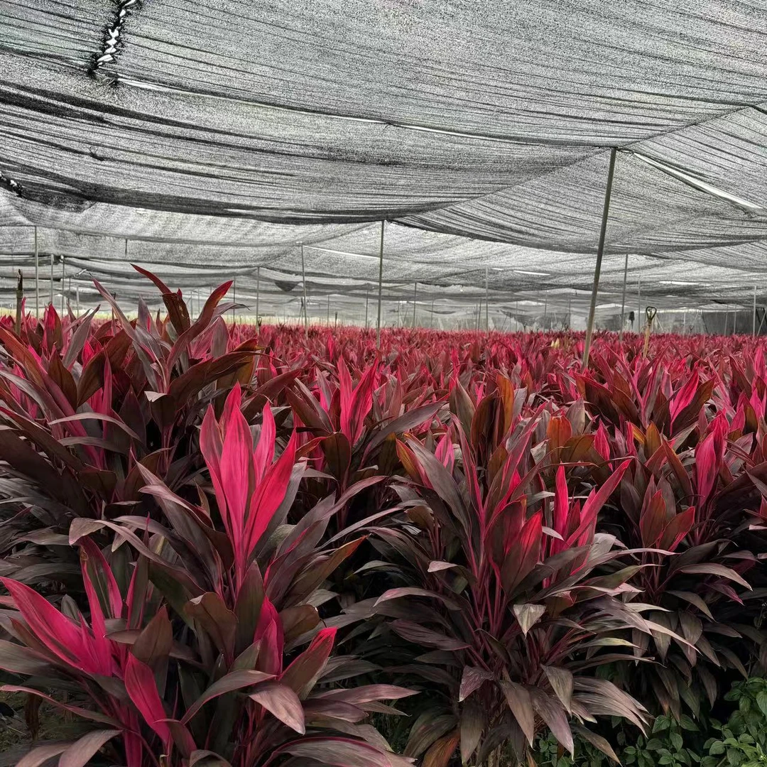 红叶朱蕉盆栽室内绿植大型好养活除甲醛观叶植物