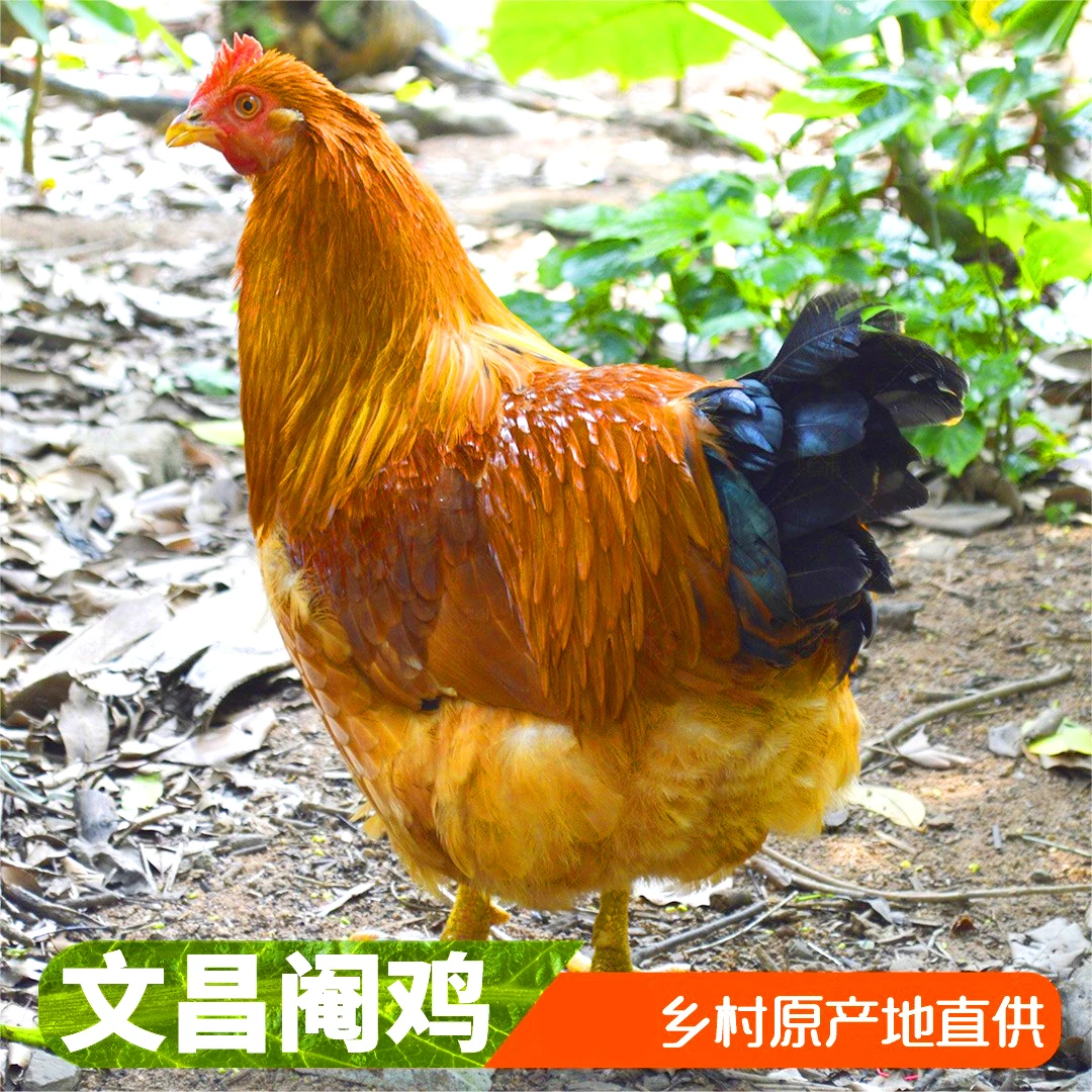 海南阉鸡文昌200天阉鸡林间散养