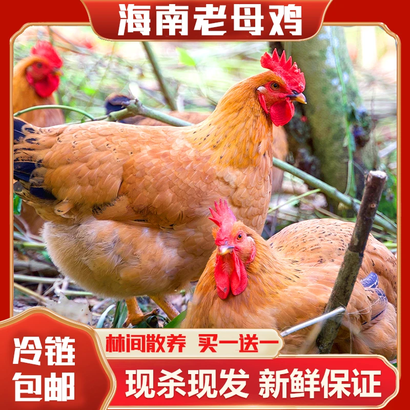 【2只老母鸡】海南老母鸡 散养一年半以上 2.5斤/只2只到手5斤