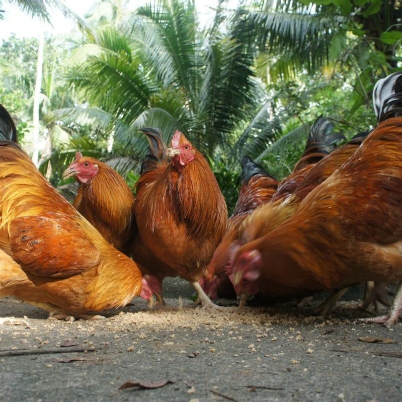 【可活鸡自提】阉鸡自家笼养1年阉鸡活鸡新鲜营养