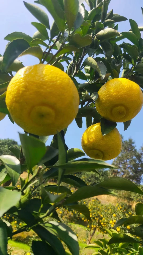 怀化黔阳黄金贡柚70以上中果礼盒装