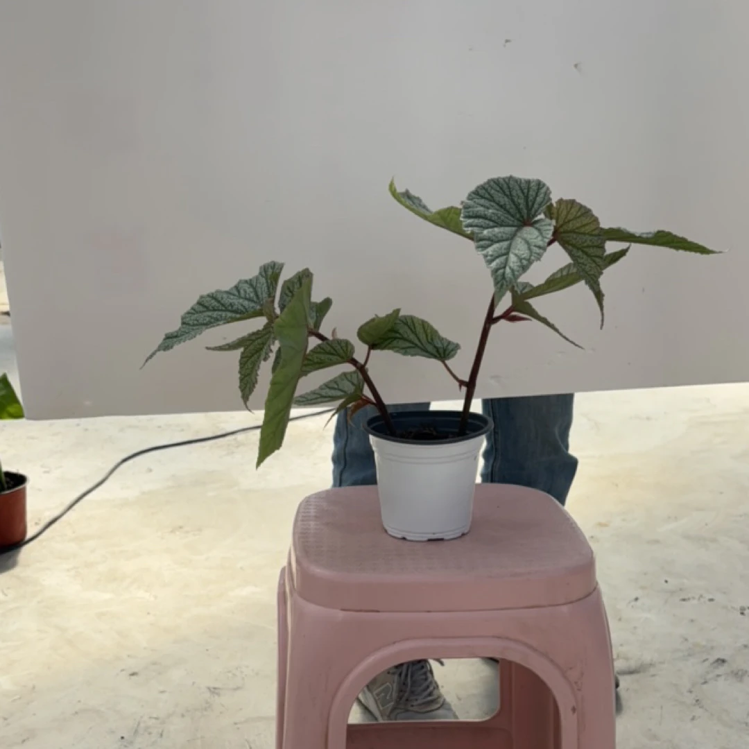 进口唐米勒秋海棠热带观叶网红ins室内客厅趣味绿植新森系盆栽